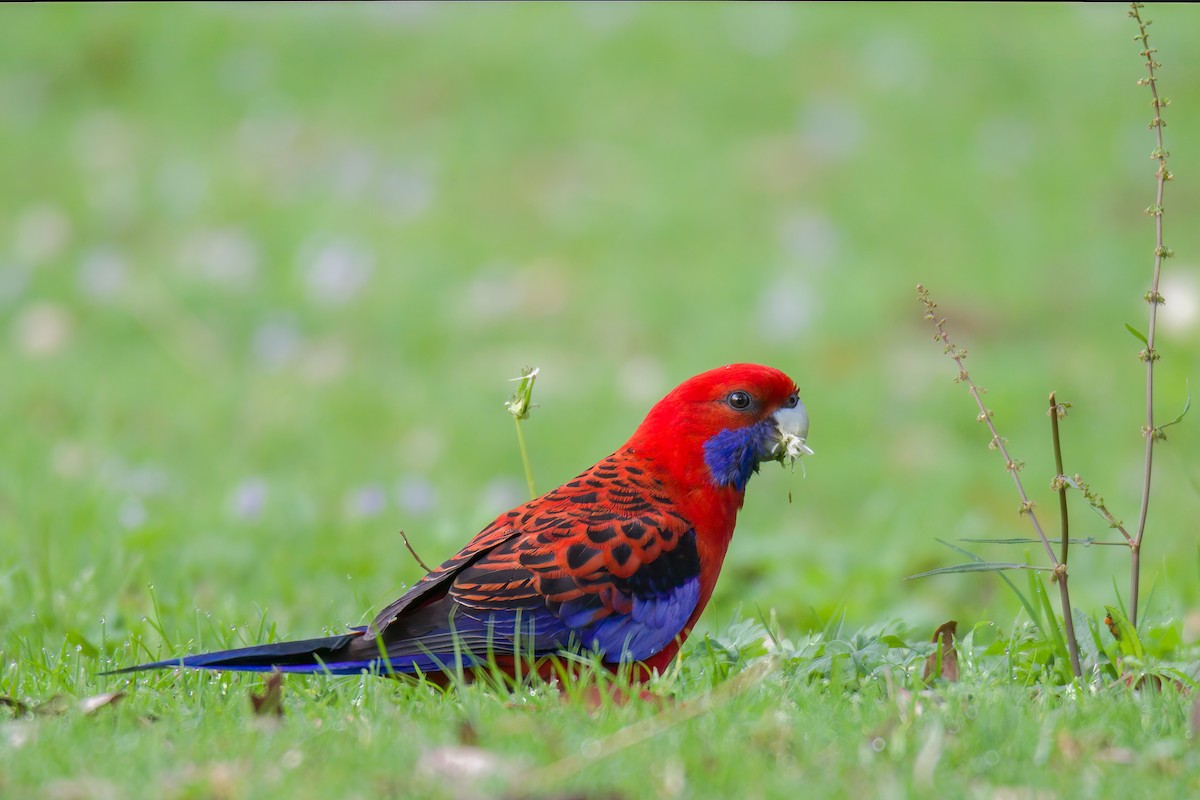 Crimson Rosella - ML522755411