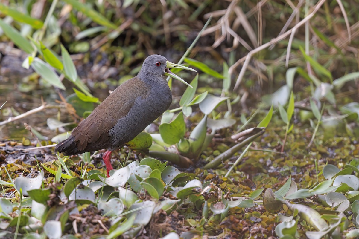 Blackish Rail - ML522755491