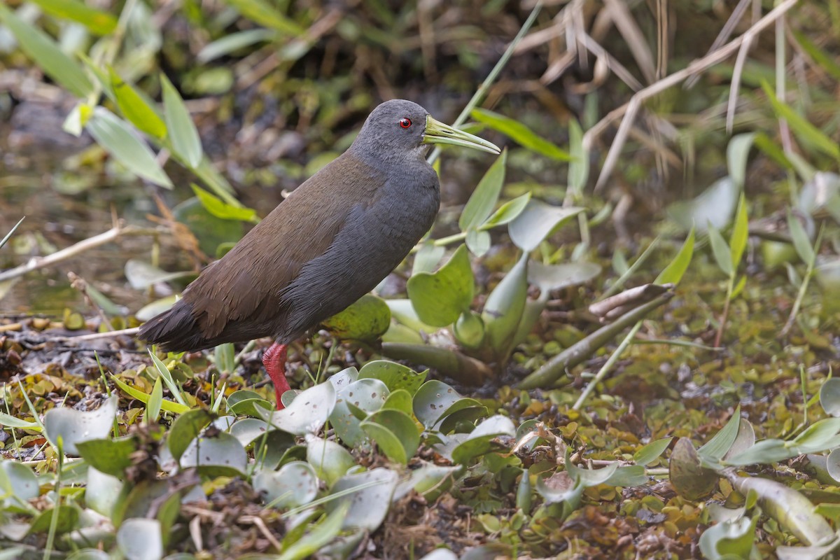 Blackish Rail - Marco Valentini