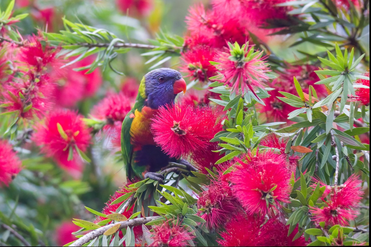 Rainbow Lorikeet - Michael Schulte