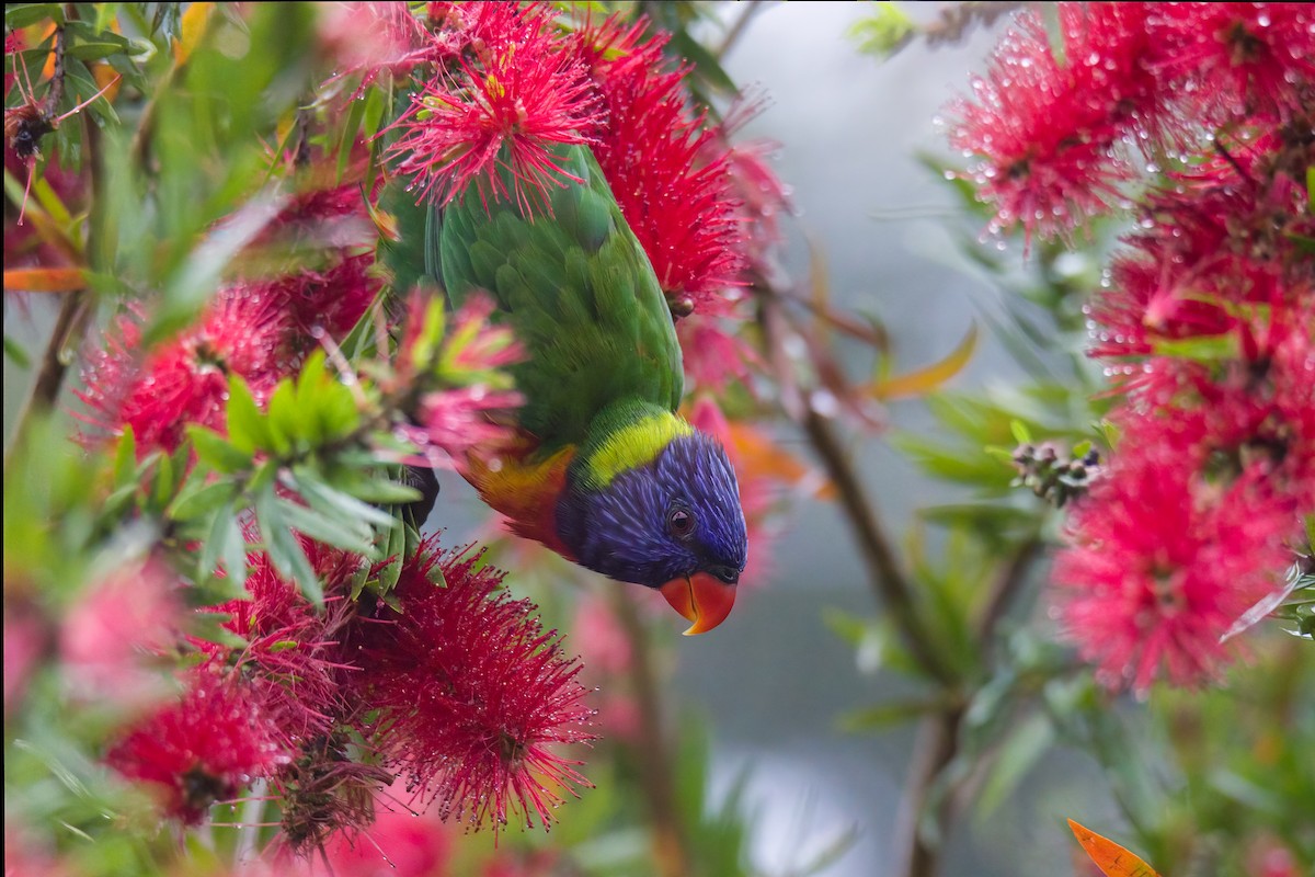 Rainbow Lorikeet - Michael Schulte