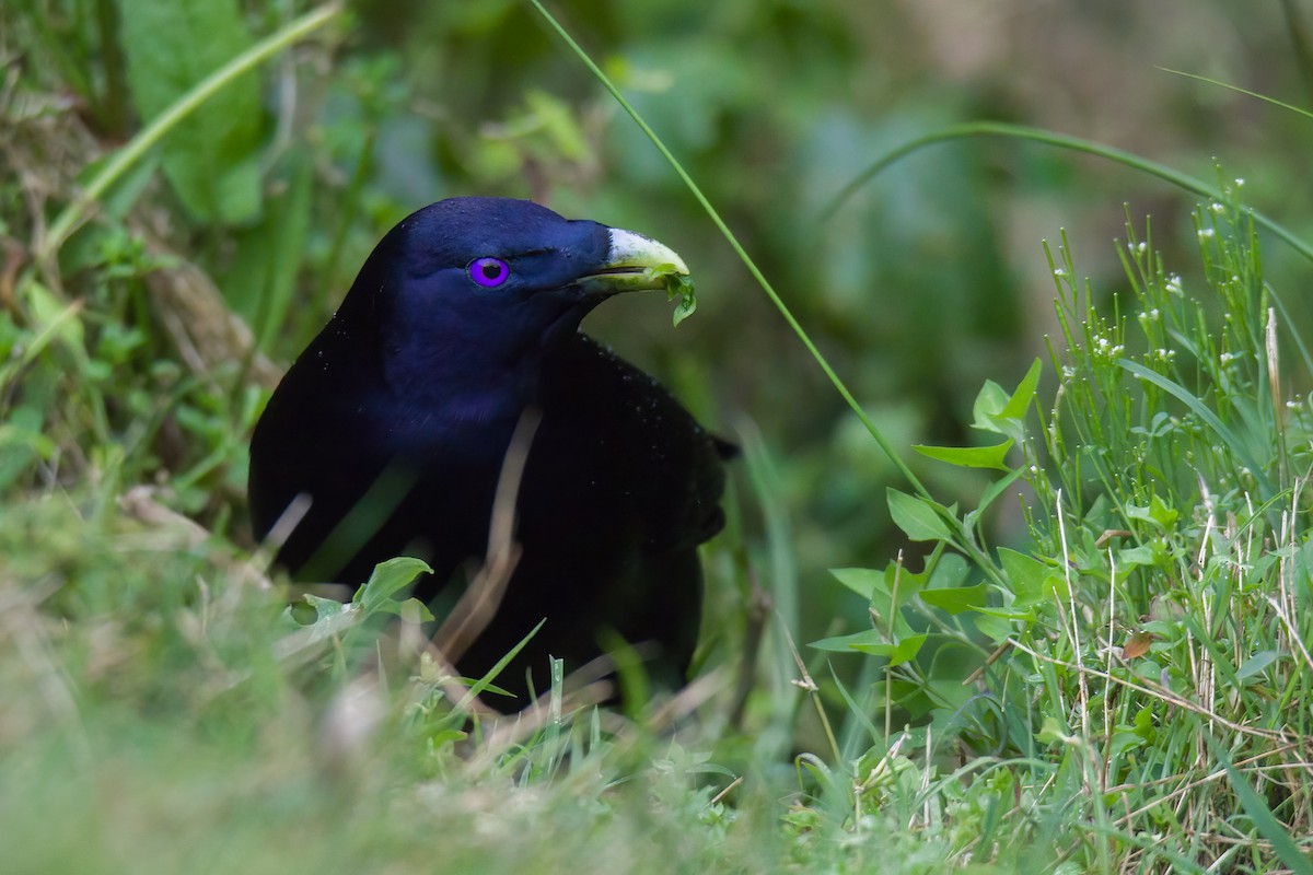 Satin Bowerbird - Michael Schulte