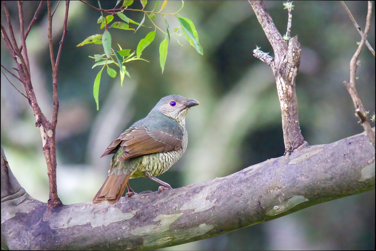 Satin Bowerbird - ML522755631