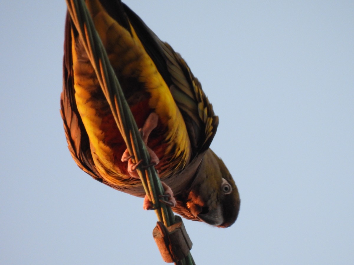 Burrowing Parakeet - Carol Furutani