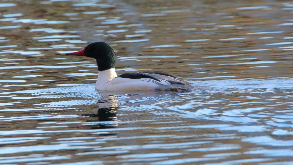 Common Merganser - ML522758331