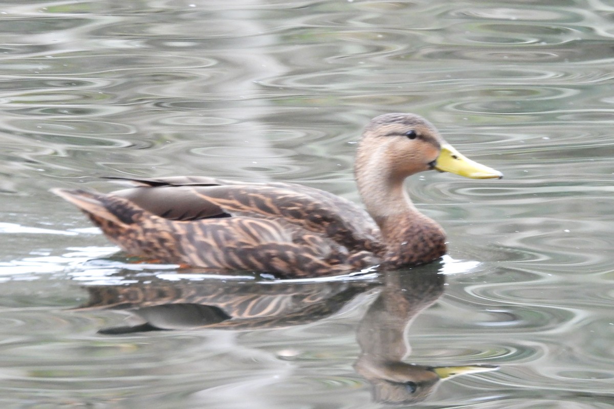 Canard brun - ML522758921