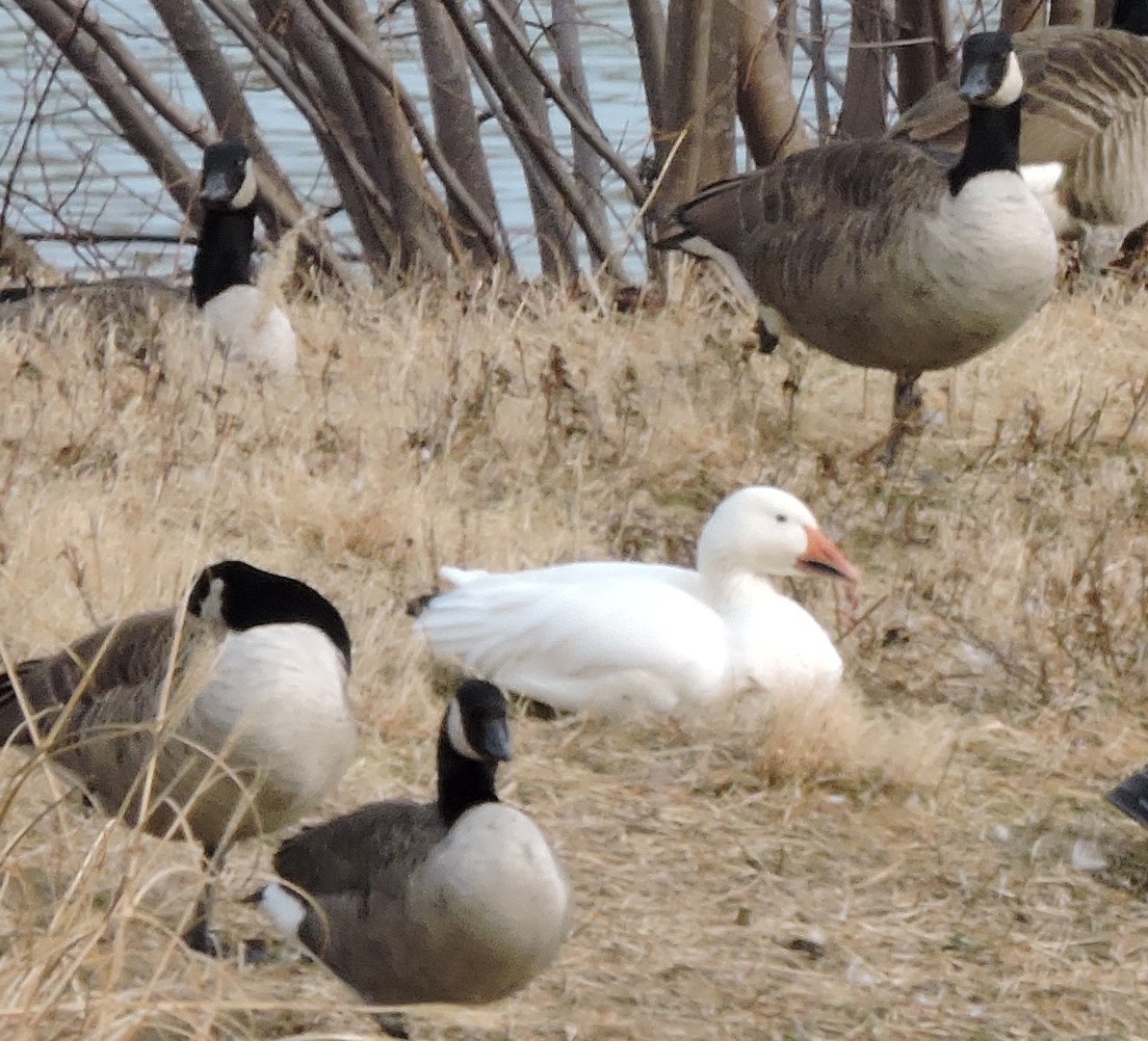 Snow Goose - ML522758931