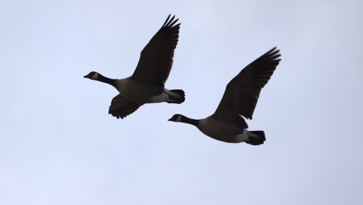 Canada Goose - Walter Thorne