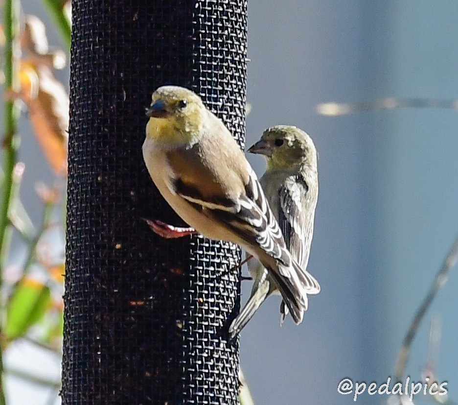 American Goldfinch - ML522759651