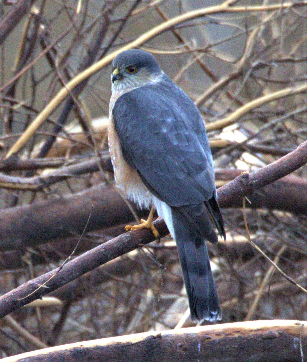 Sharp-shinned Hawk - ML522760181