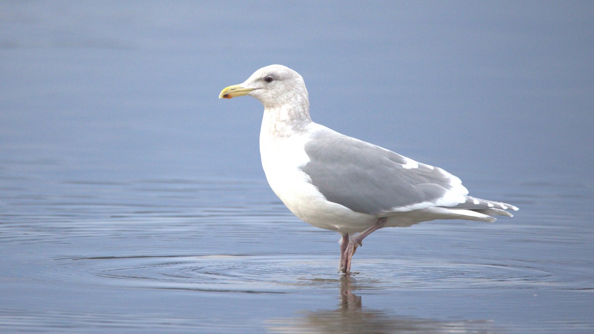 Glaucous-winged Gull - Walter Thorne