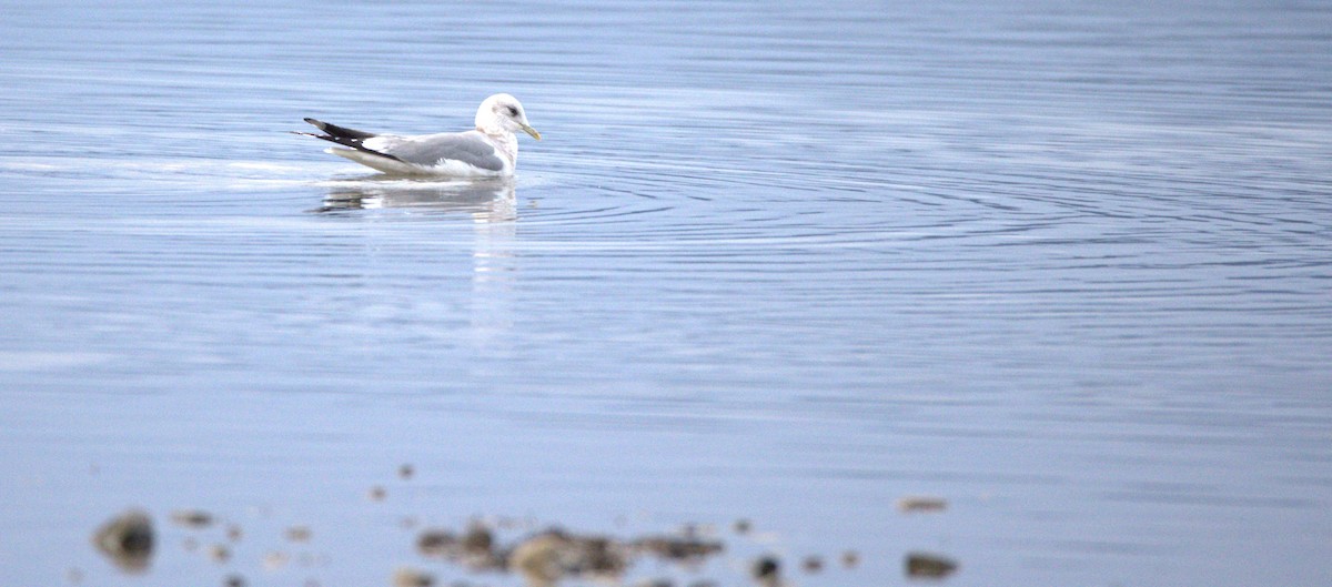 Short-billed Gull - ML522760361