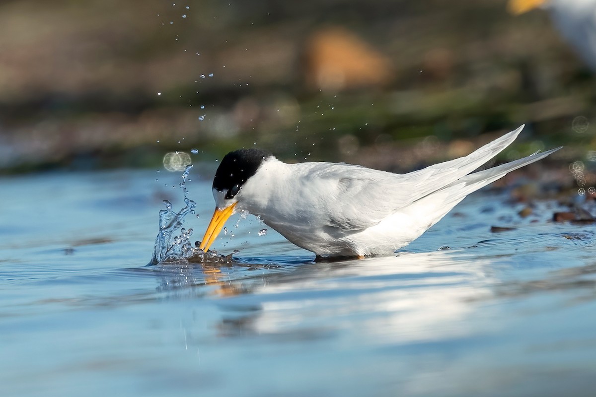 Australian Fairy Tern - ML522761411