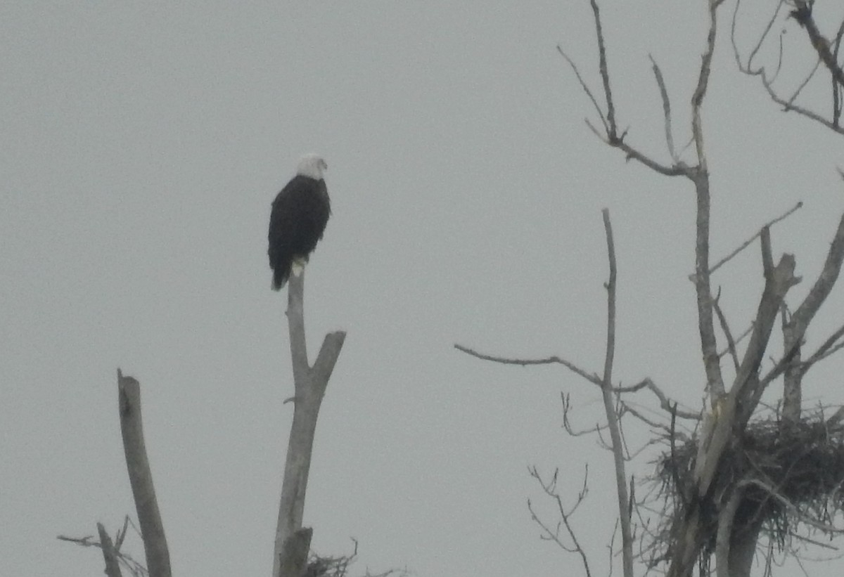 Bald Eagle - ML522761581