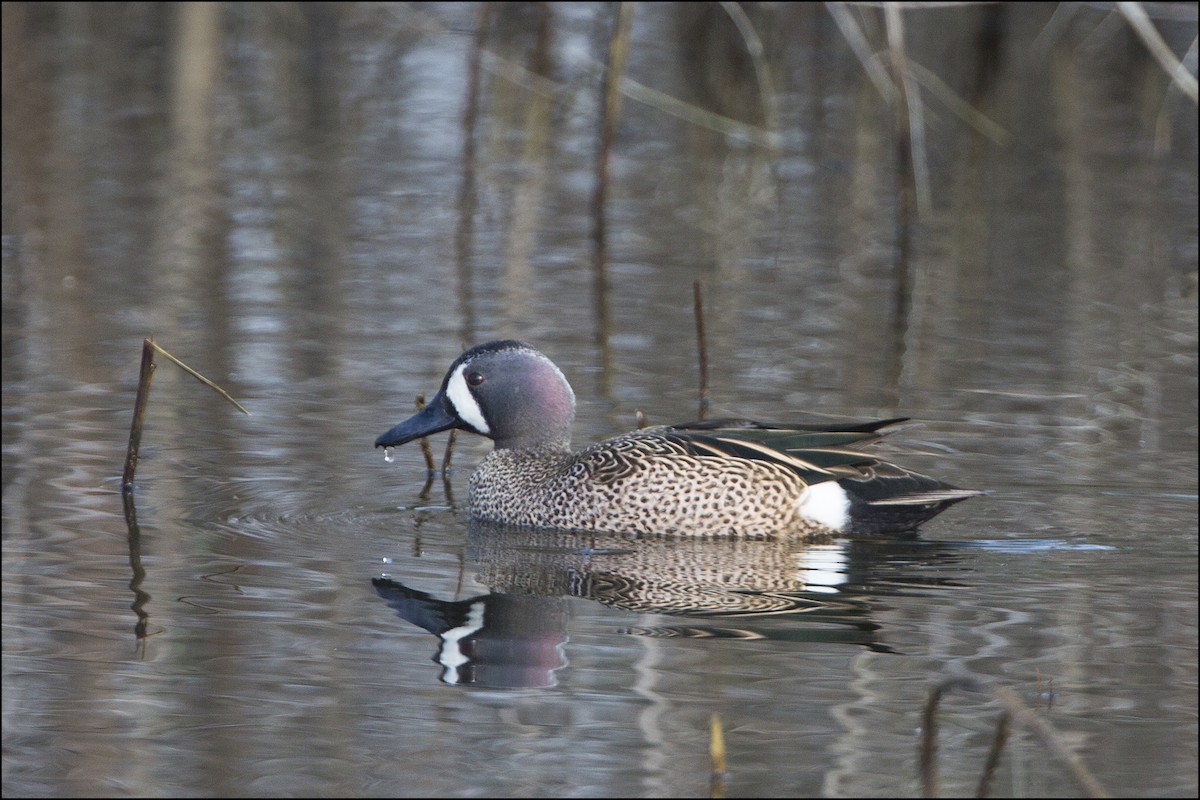 Blue-winged Teal - ML52276171
