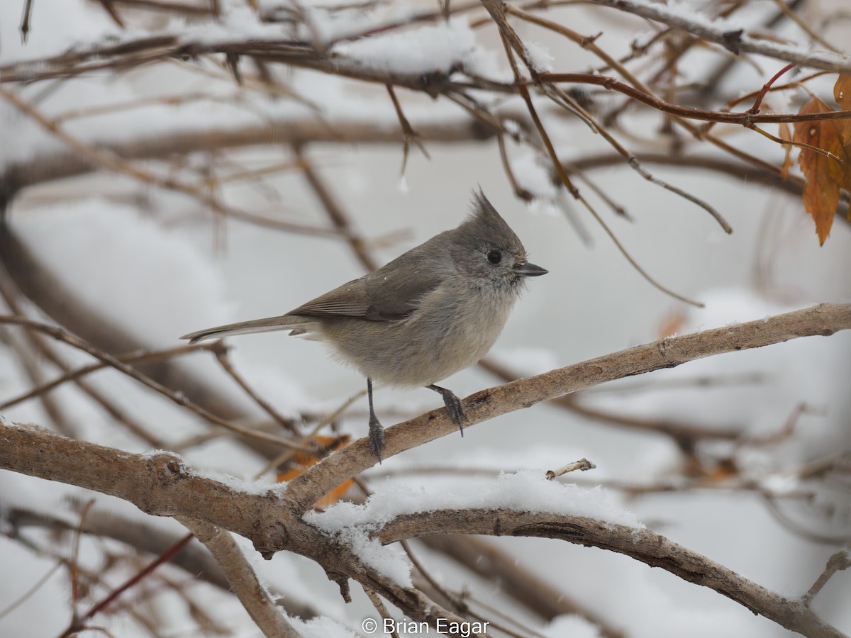 Mésange des genévriers - ML522762151