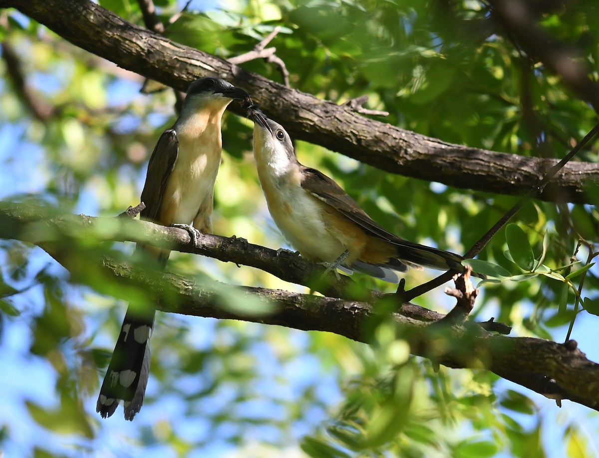 Dark-billed Cuckoo - Joshua Vandermeulen