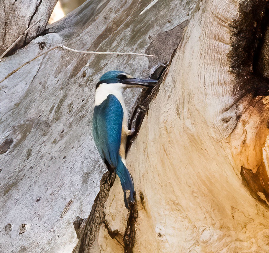 Sacred Kingfisher - ML522763331