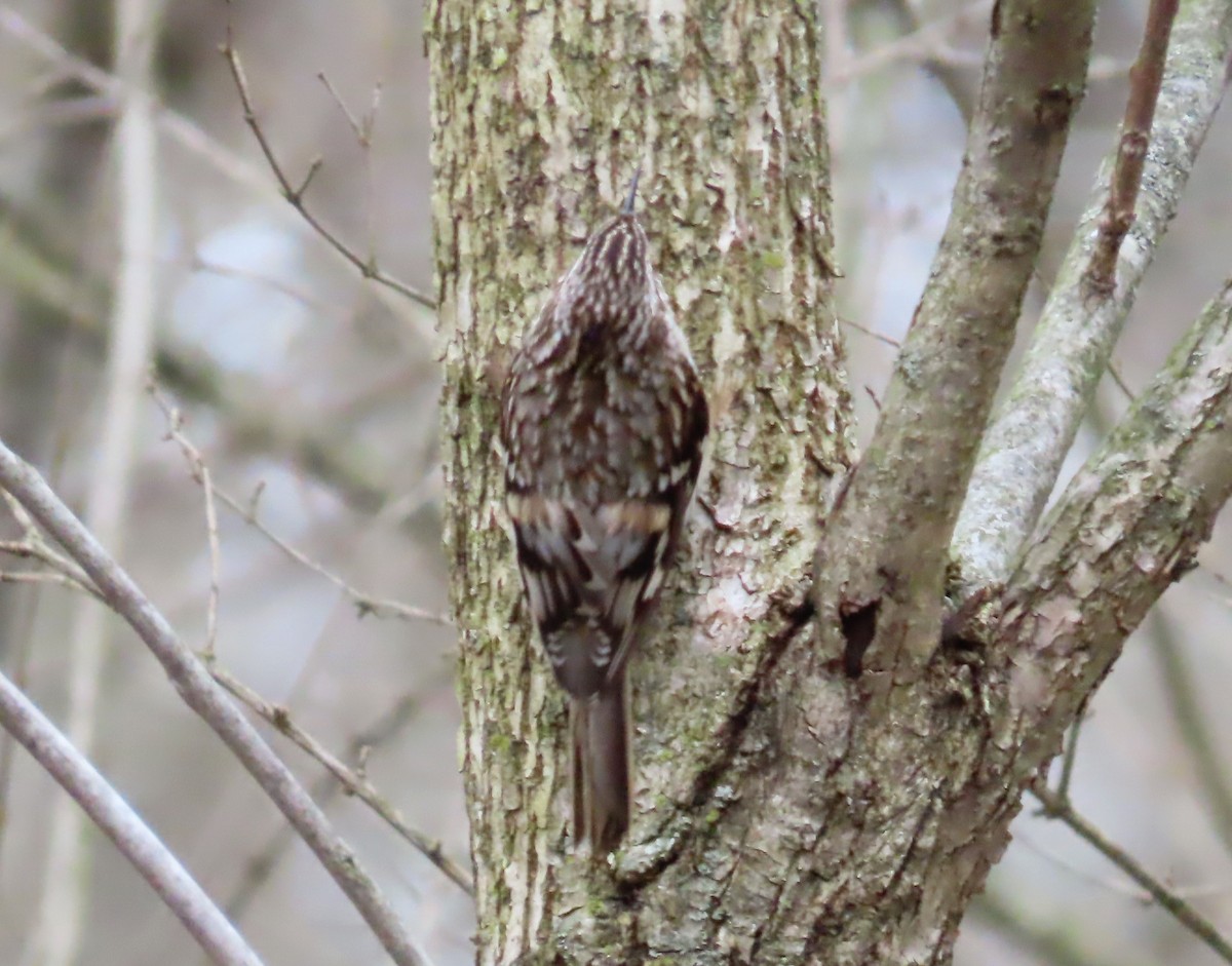 Brown Creeper - Bennie Saylor