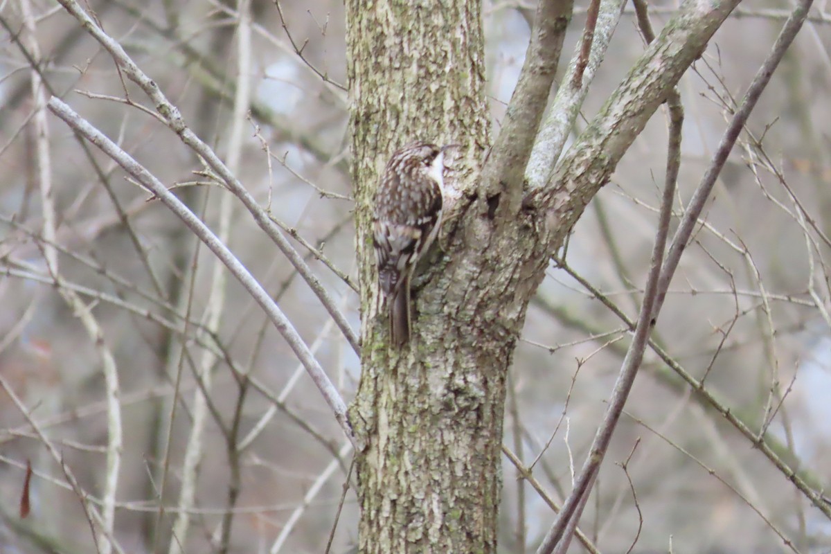 Brown Creeper - Bennie Saylor