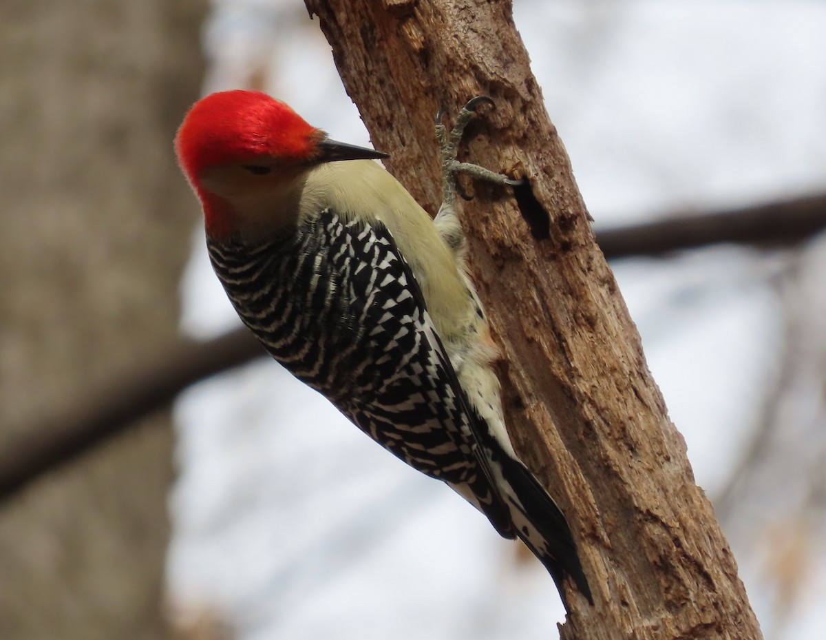 Red-bellied Woodpecker - Bennie Saylor