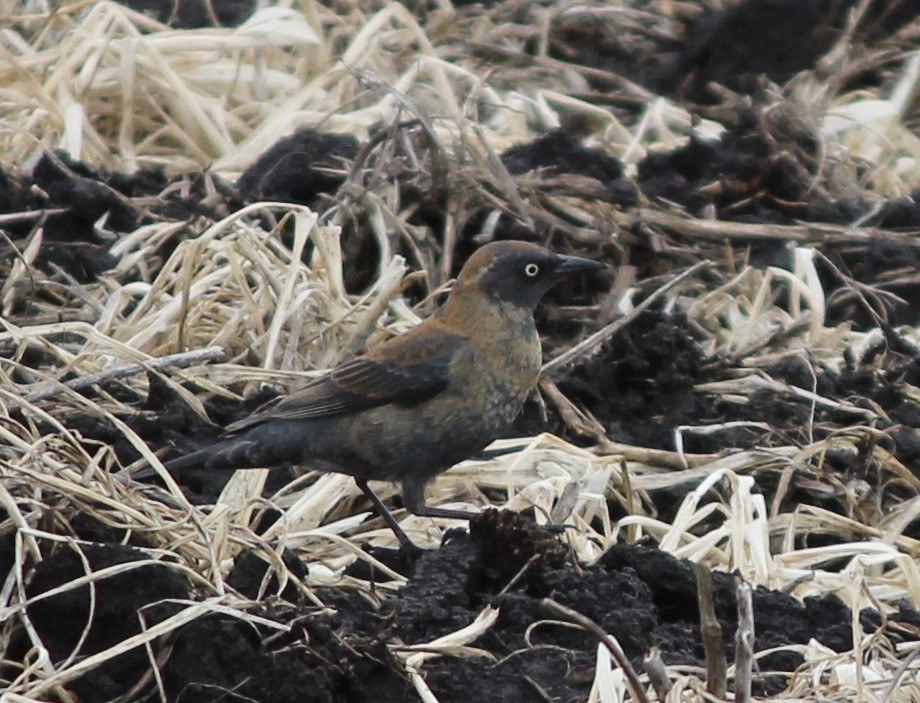 Rusty Blackbird - ML52276391