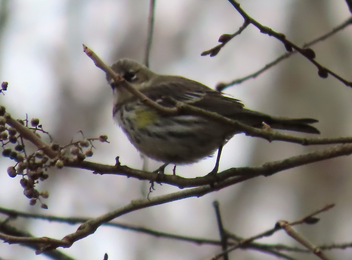 Yellow-rumped Warbler - Bennie Saylor