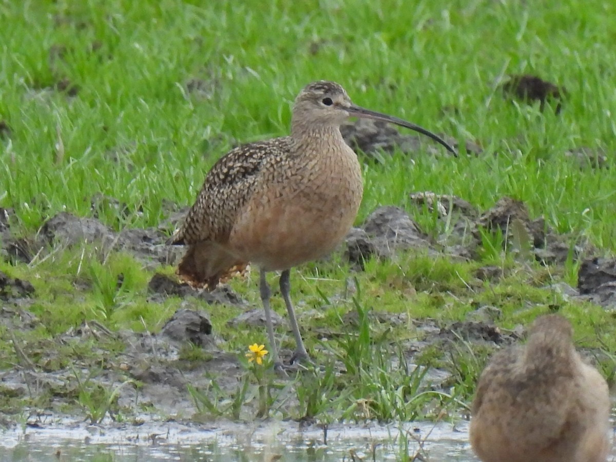Long-billed Curlew - ML522764441