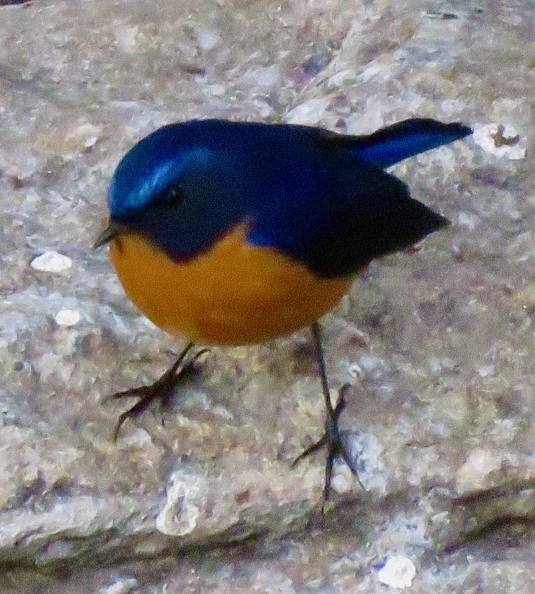 Rufous-breasted Bush-Robin - ML522764451