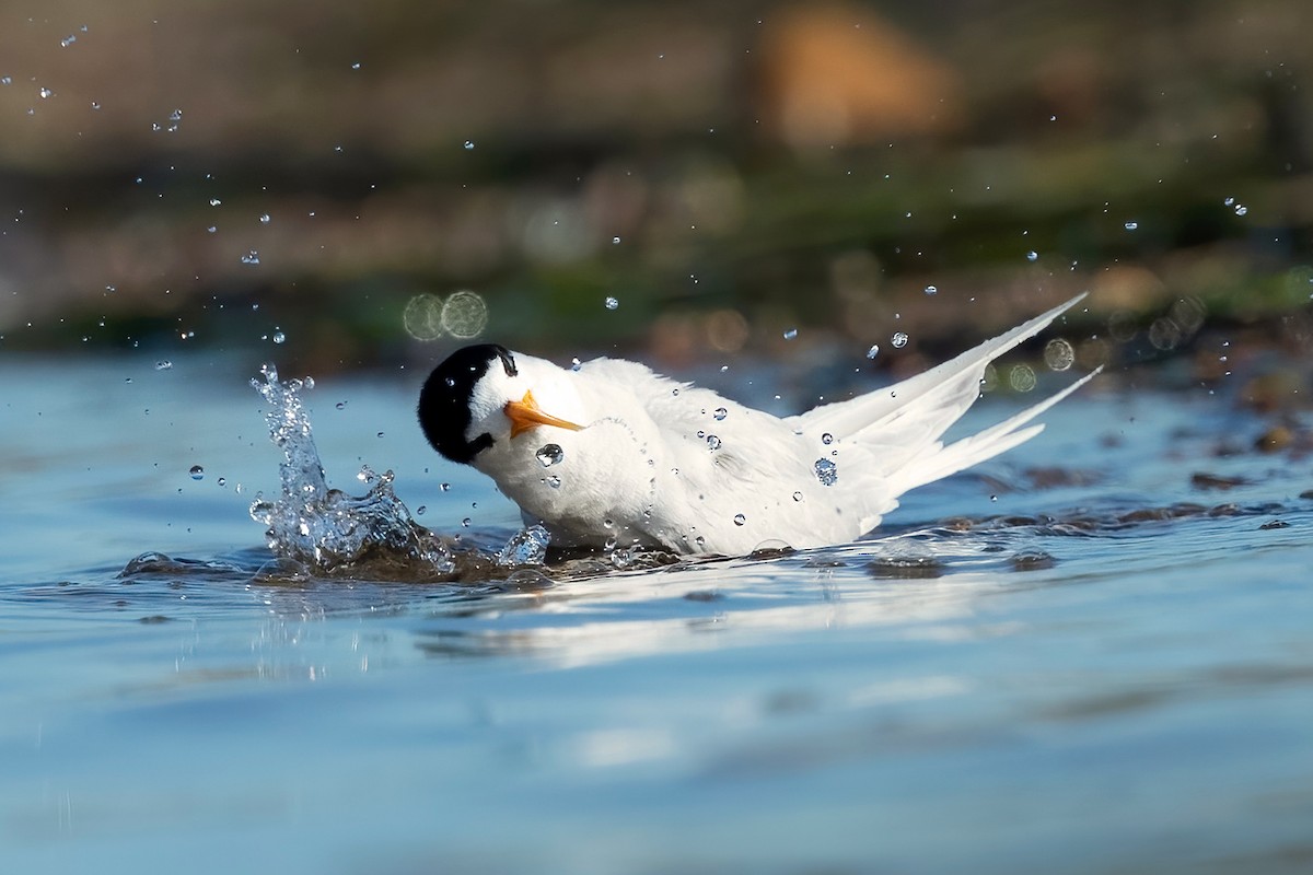 Australian Fairy Tern - ML522764581