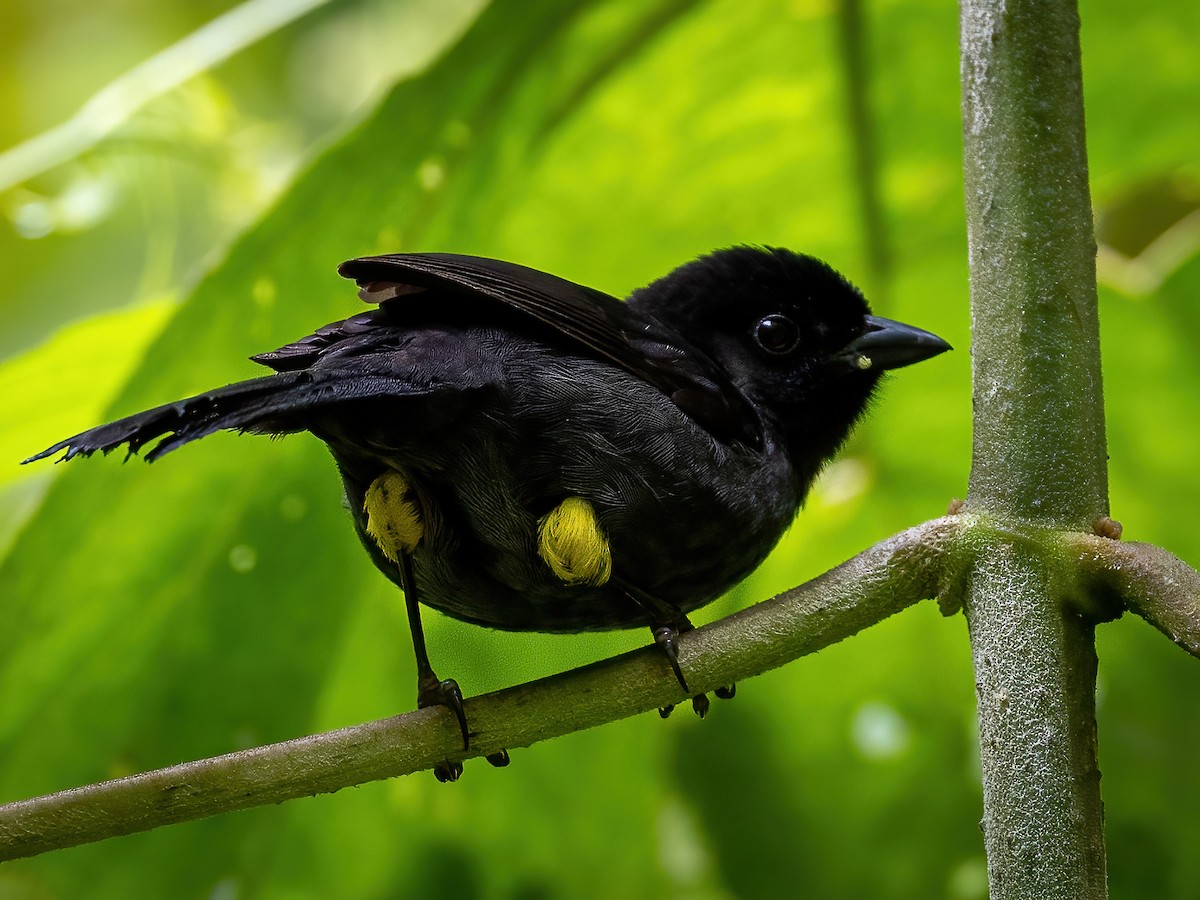 Yellow-thighed Brushfinch - ML522764661