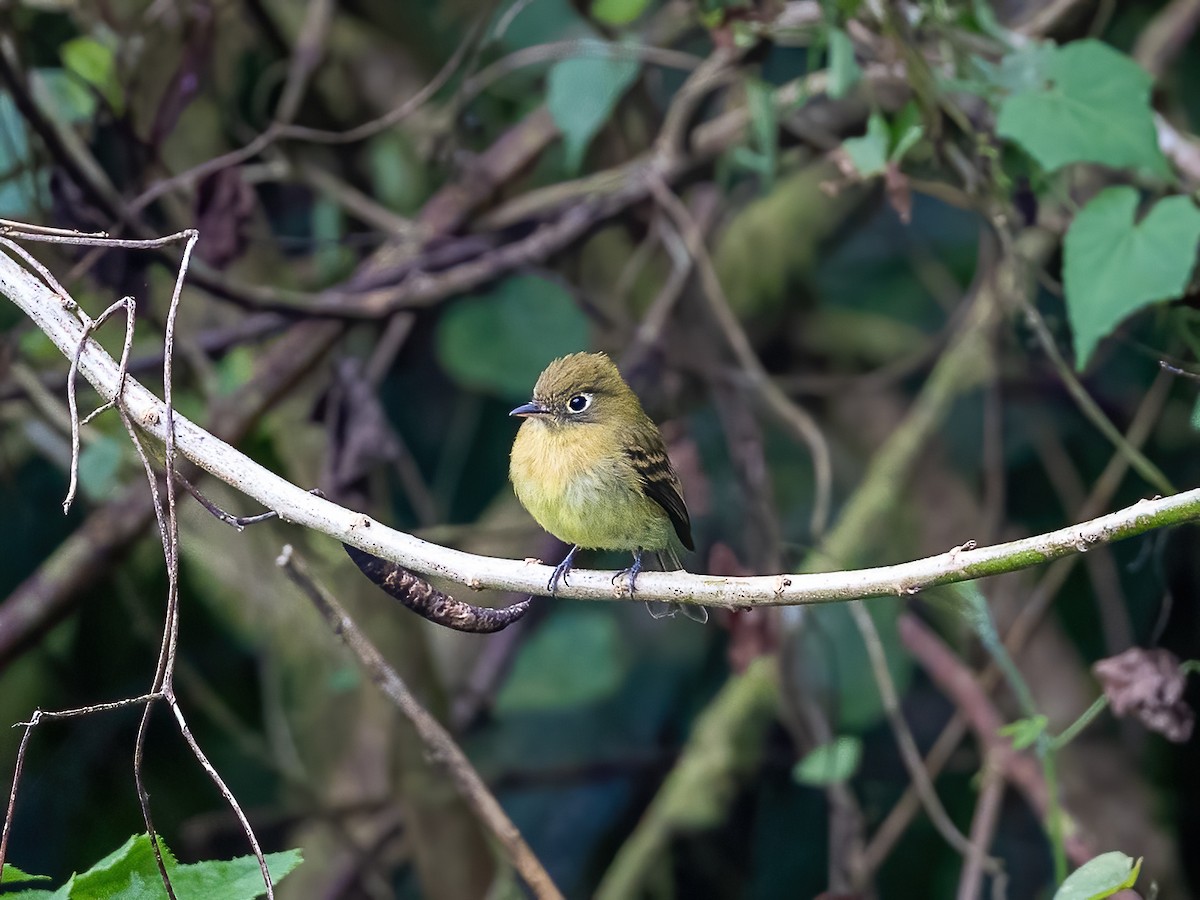 Yellowish Flycatcher - ML522764691