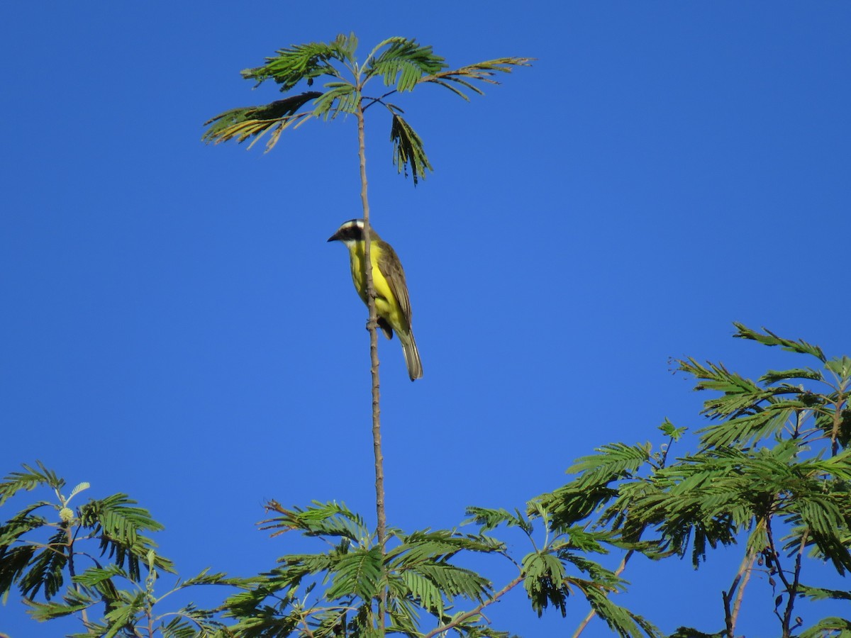Social Flycatcher - ML522765091