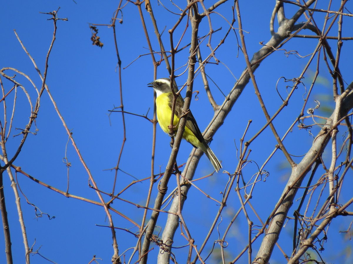 Social Flycatcher - ML522765101
