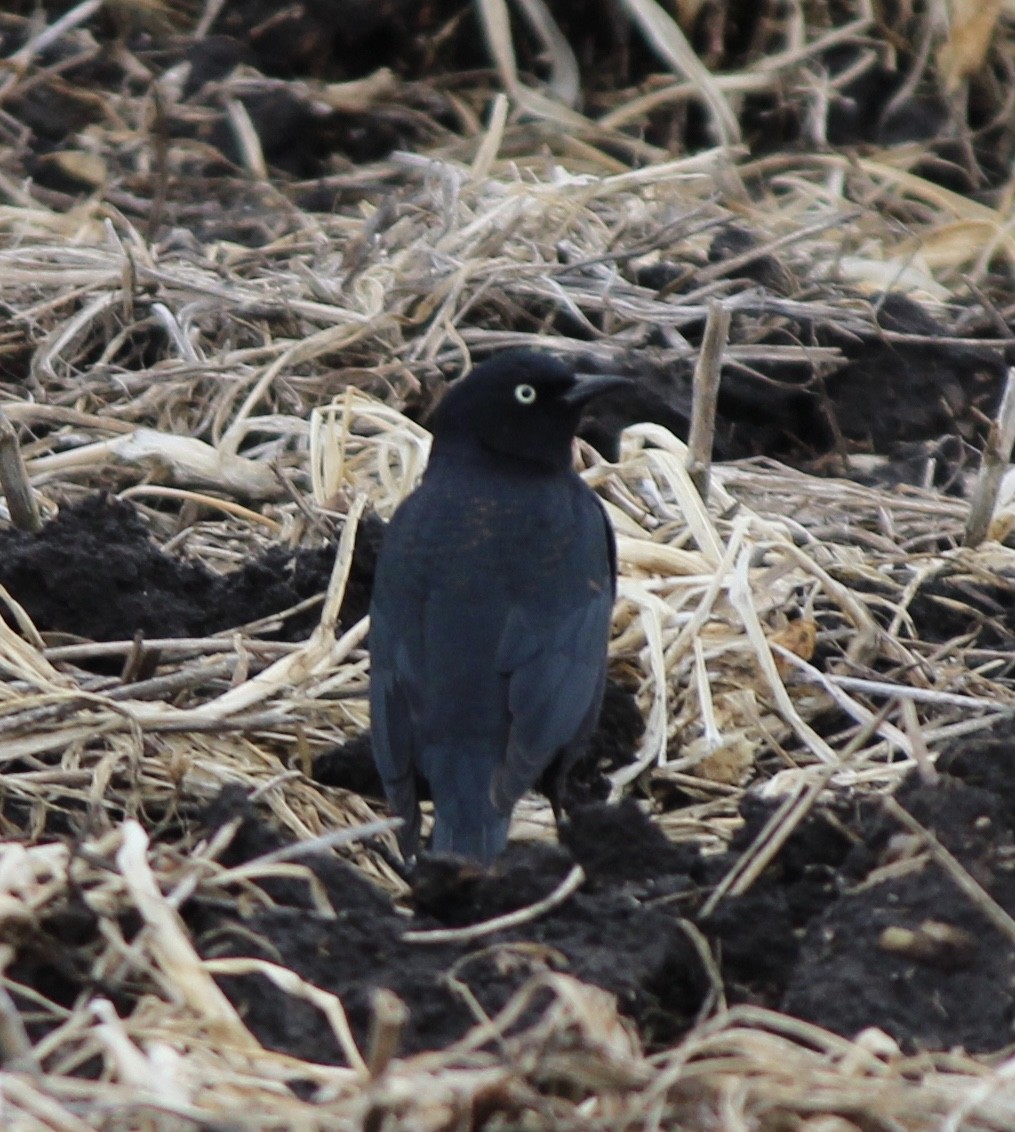 Rusty Blackbird - ML52276531