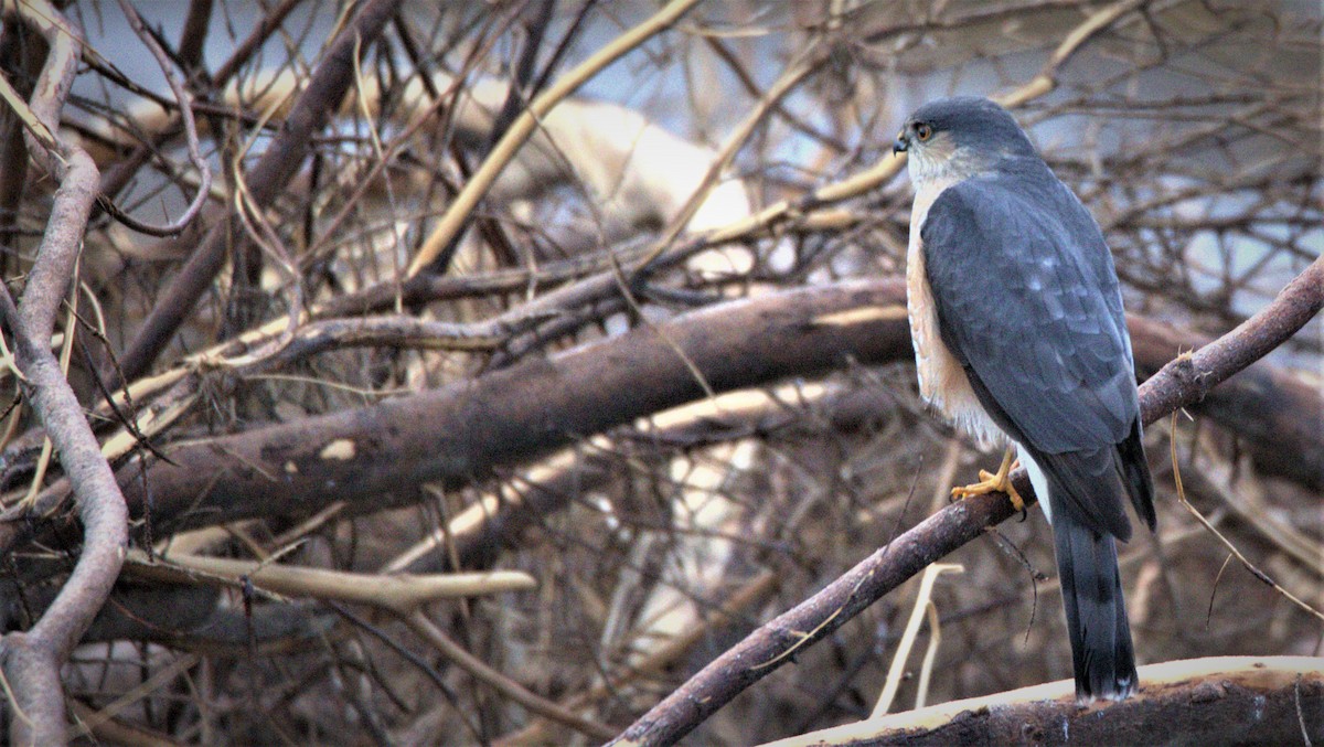 Sharp-shinned Hawk - Walter Thorne