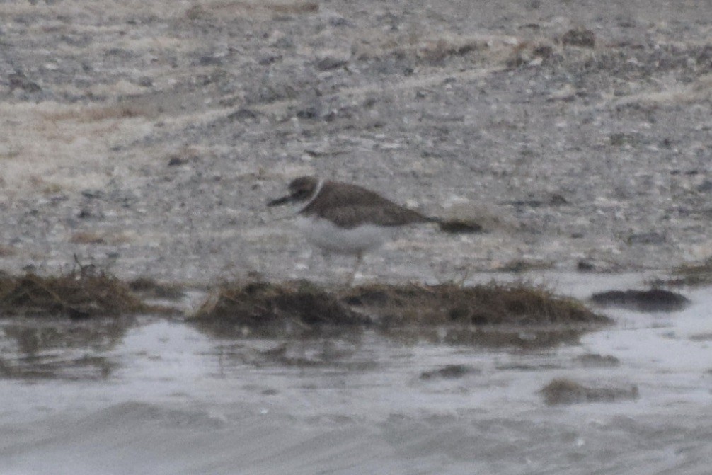 Wilson's Plover - ML522770201