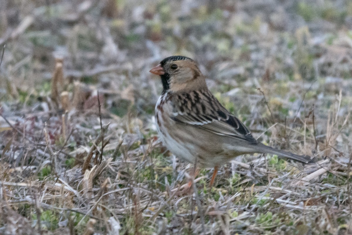 Harris's Sparrow - ML522770411
