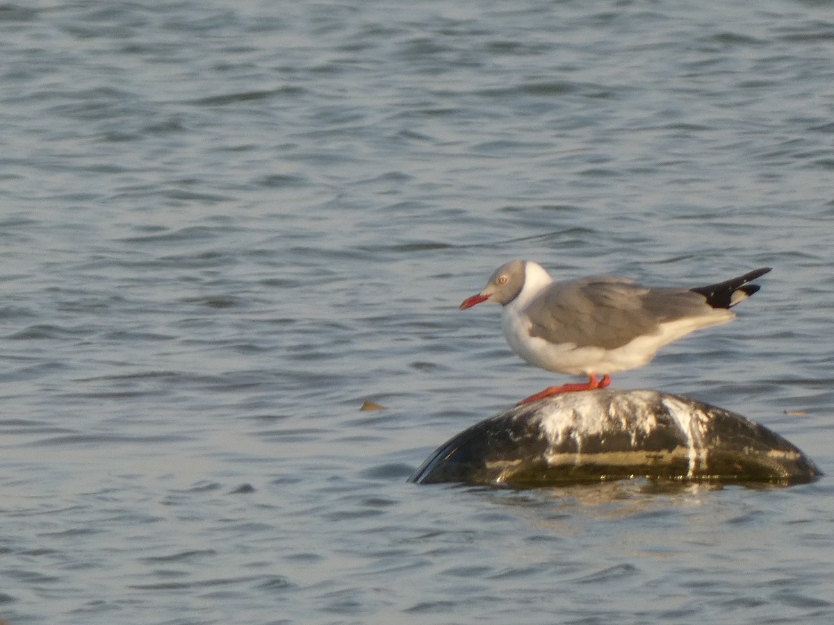 Gray-hooded Gull - ML522772911