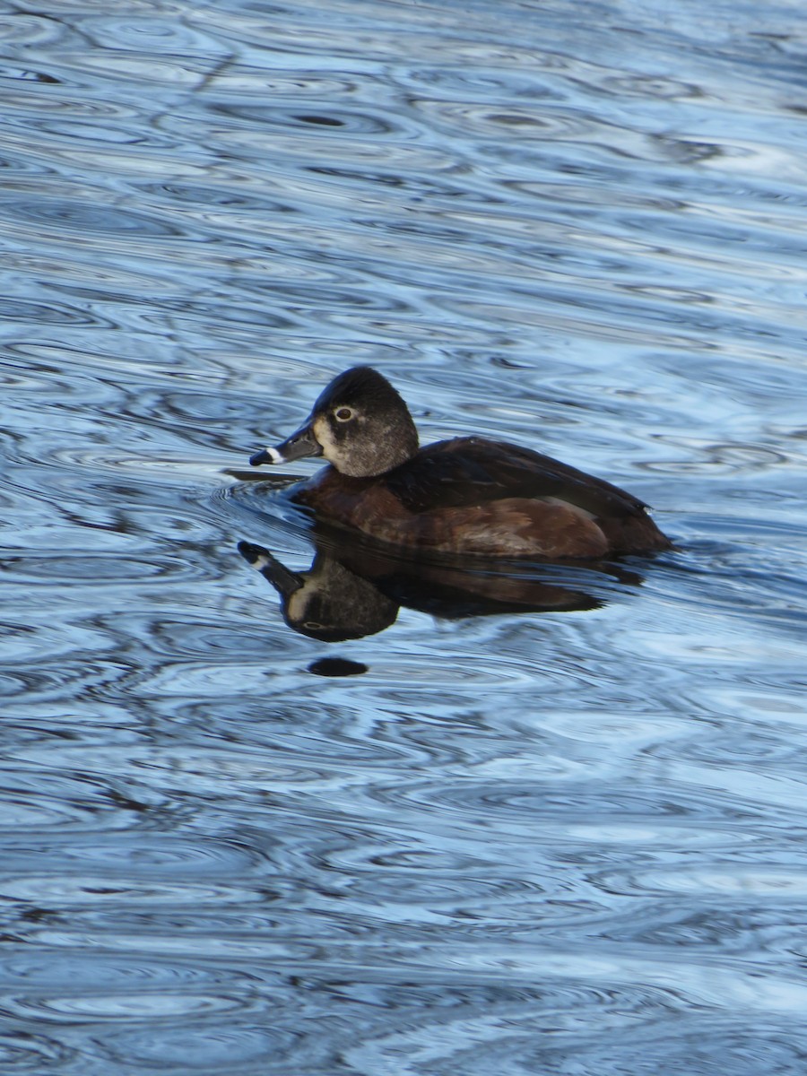 Ring-necked Duck - ML522773141
