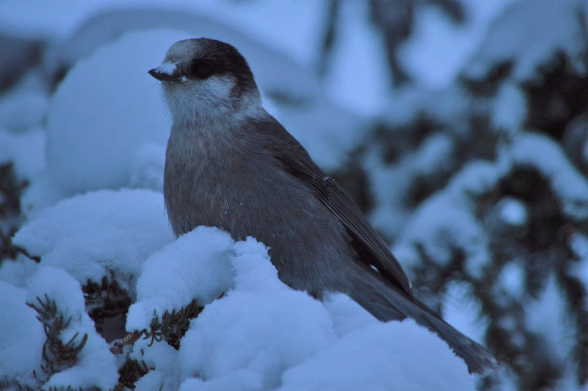 Canada Jay - ML522773501