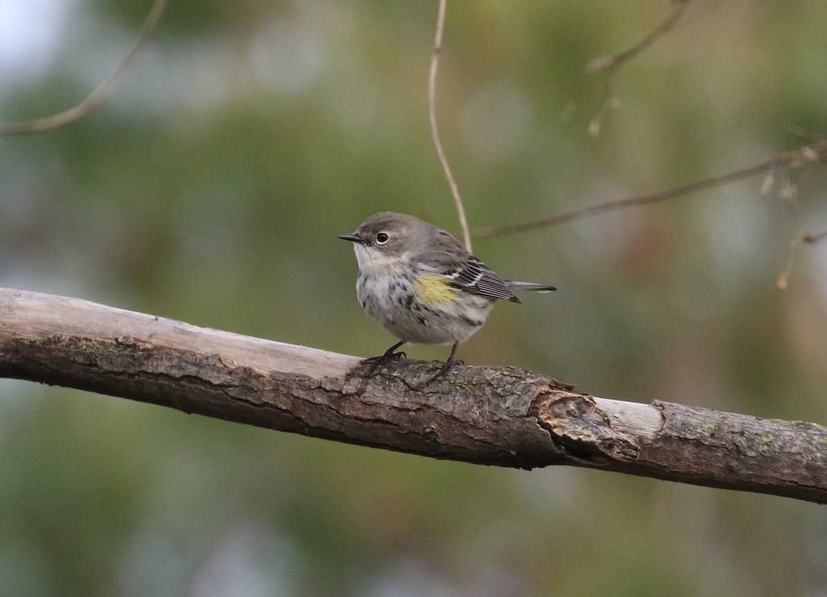 Yellow-rumped Warbler (Myrtle) - ML522774981