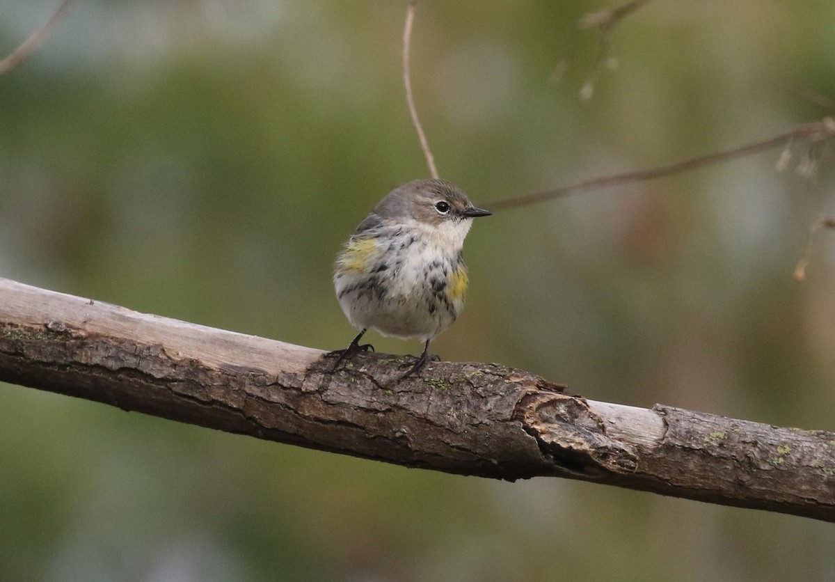 Yellow-rumped Warbler (Myrtle) - ML522775001