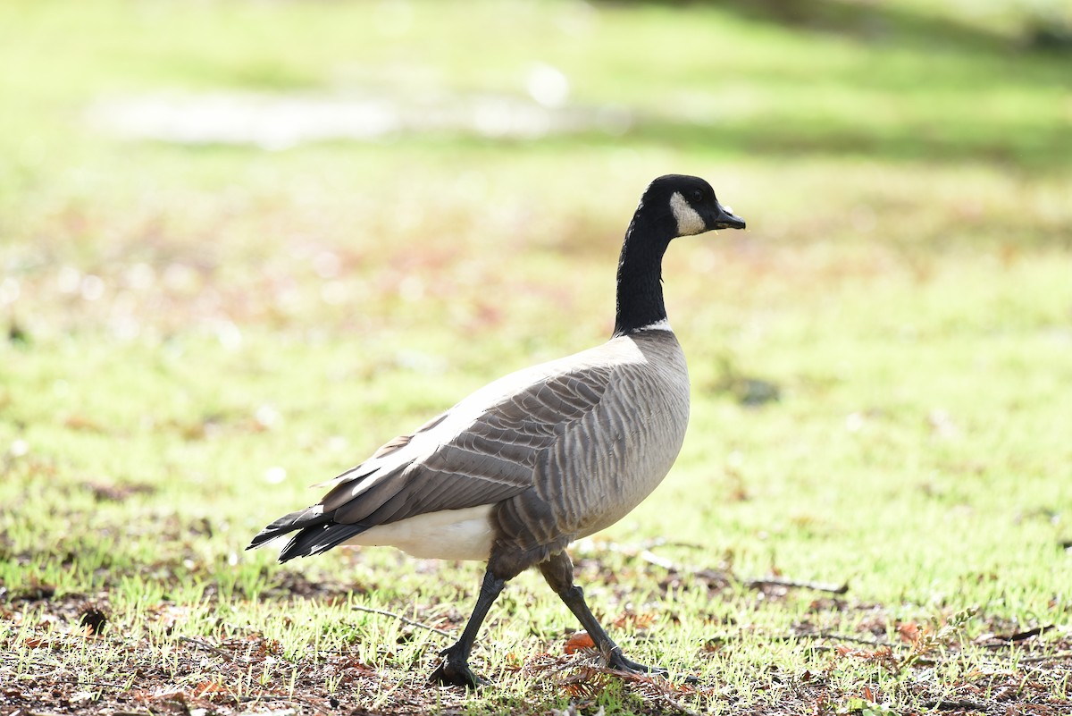 Cackling Goose - ML522775081