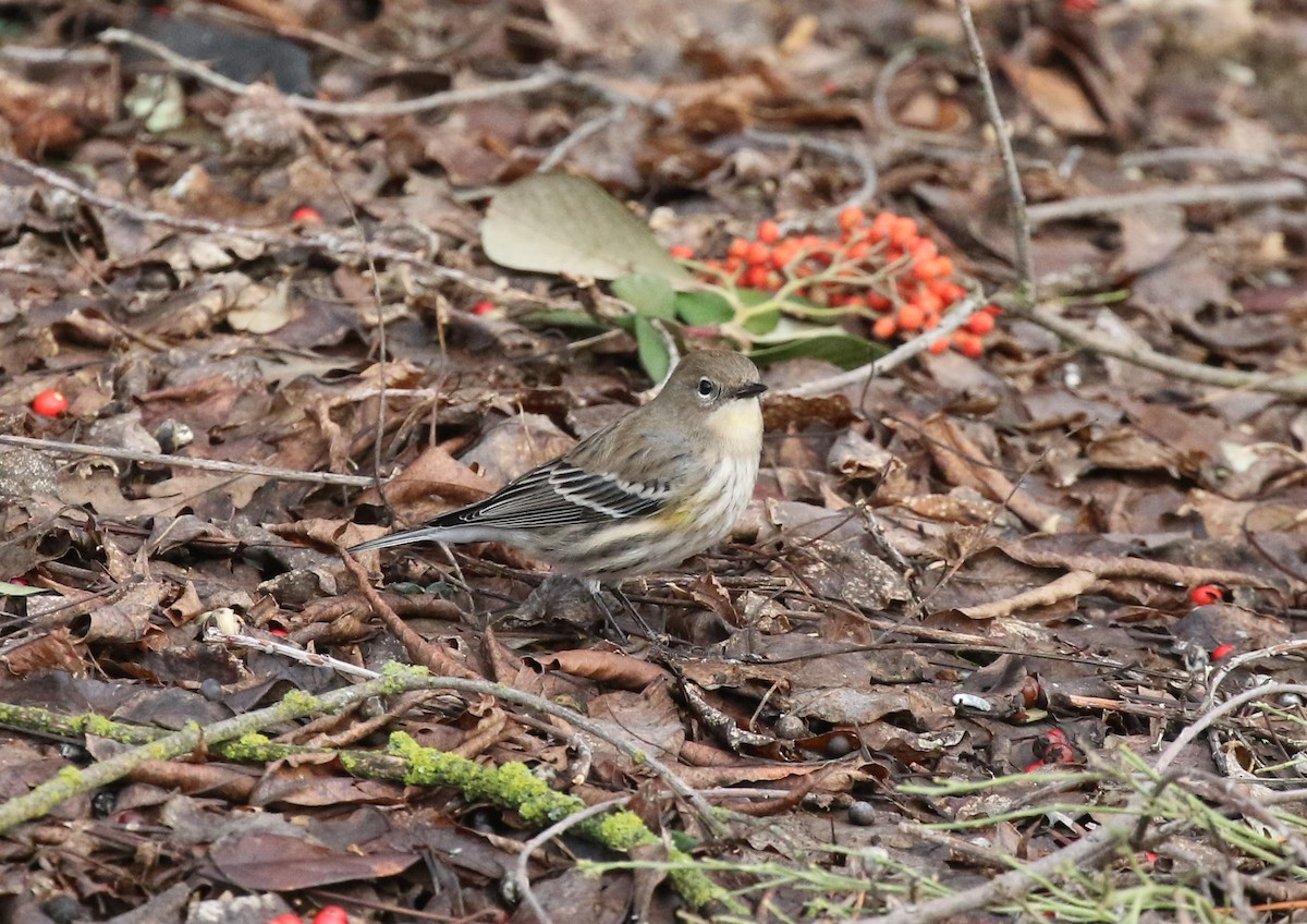 Yellow-rumped Warbler - ML522775231