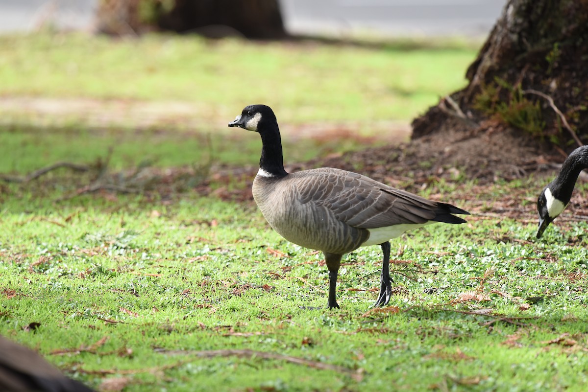 Cackling Goose - ML522775291