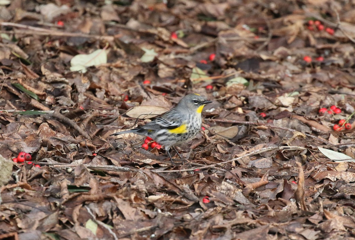 Yellow-rumped Warbler (Audubon's) - ML522775301