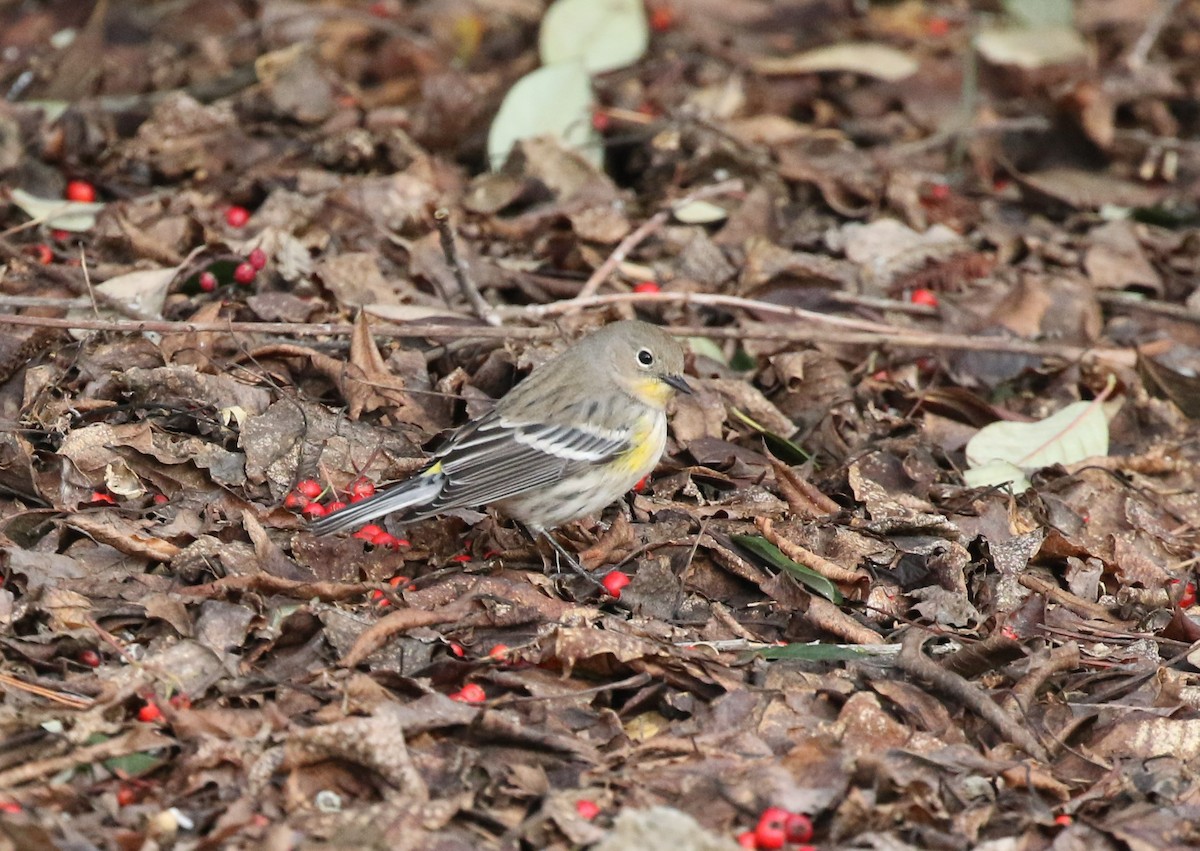Yellow-rumped Warbler (Audubon's) - ML522775351
