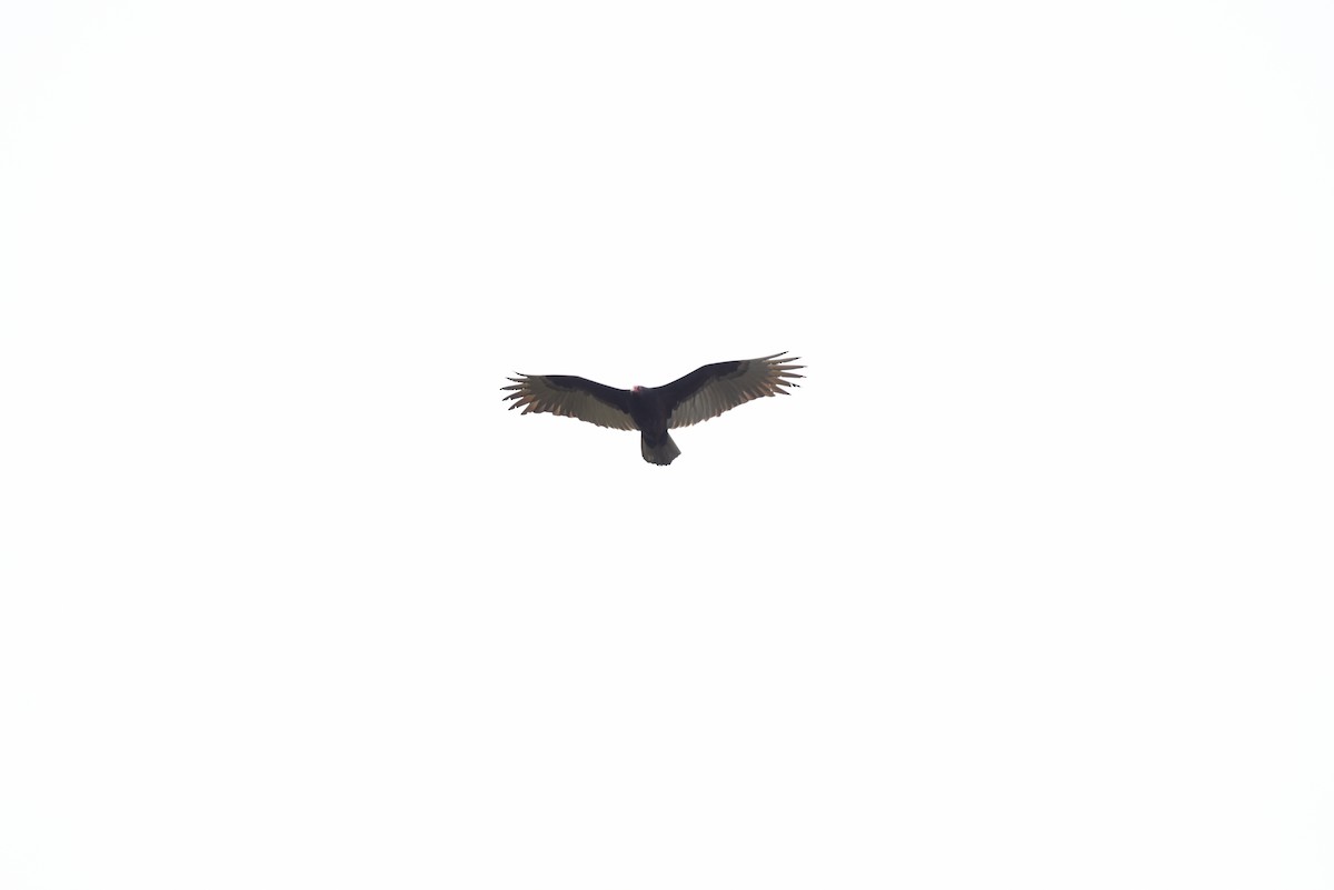 Turkey Vulture - ML522775821