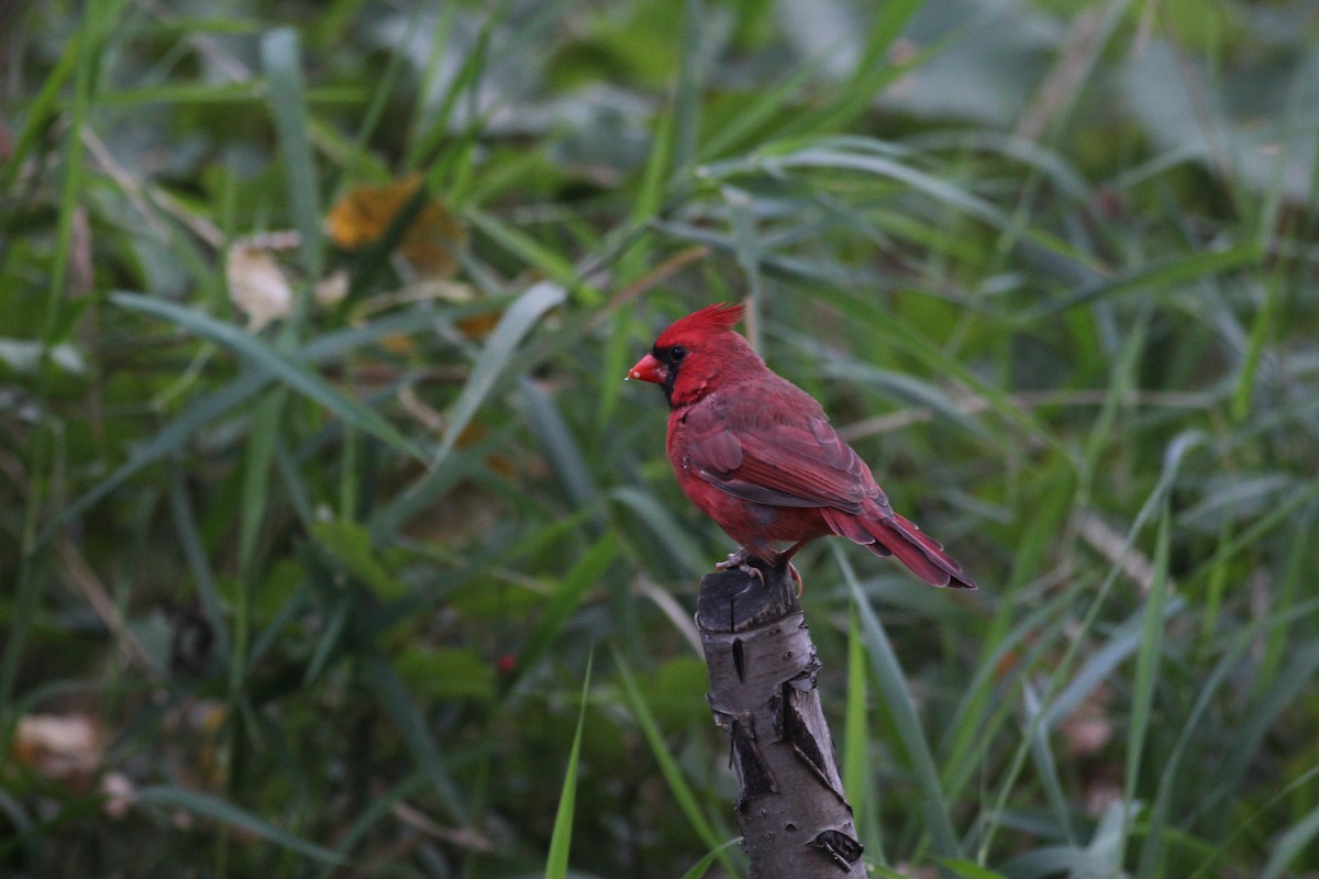 Cardinal rouge - ML522776301